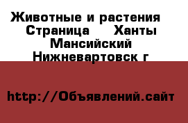  Животные и растения - Страница 2 . Ханты-Мансийский,Нижневартовск г.